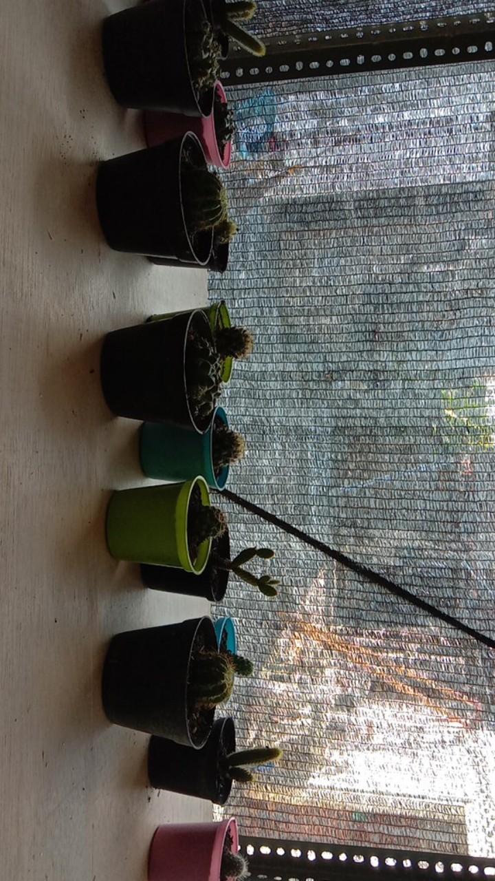 Kaktus Dan Sekulen ( Minimal 30 Packs )