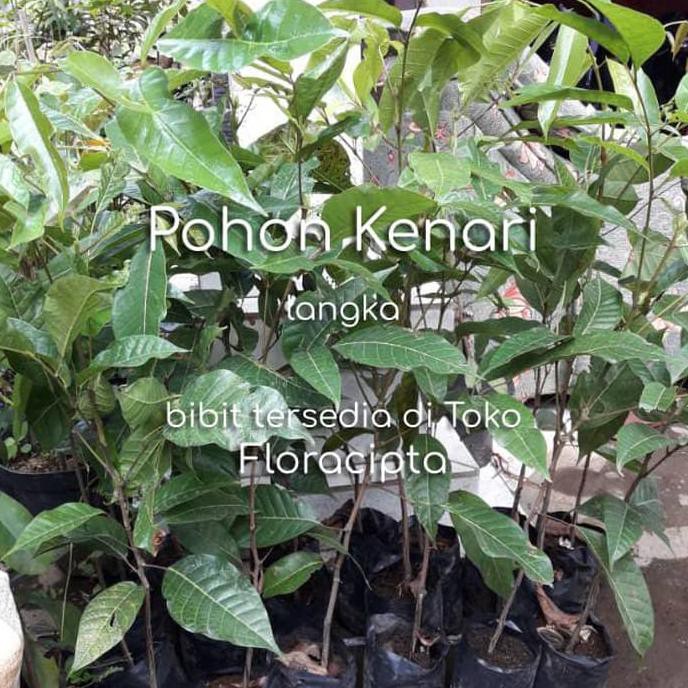 Pohon Kenari Bibit Tanaman Buah Kenari Bumbu Rempah Dapur Herbal B4Ck