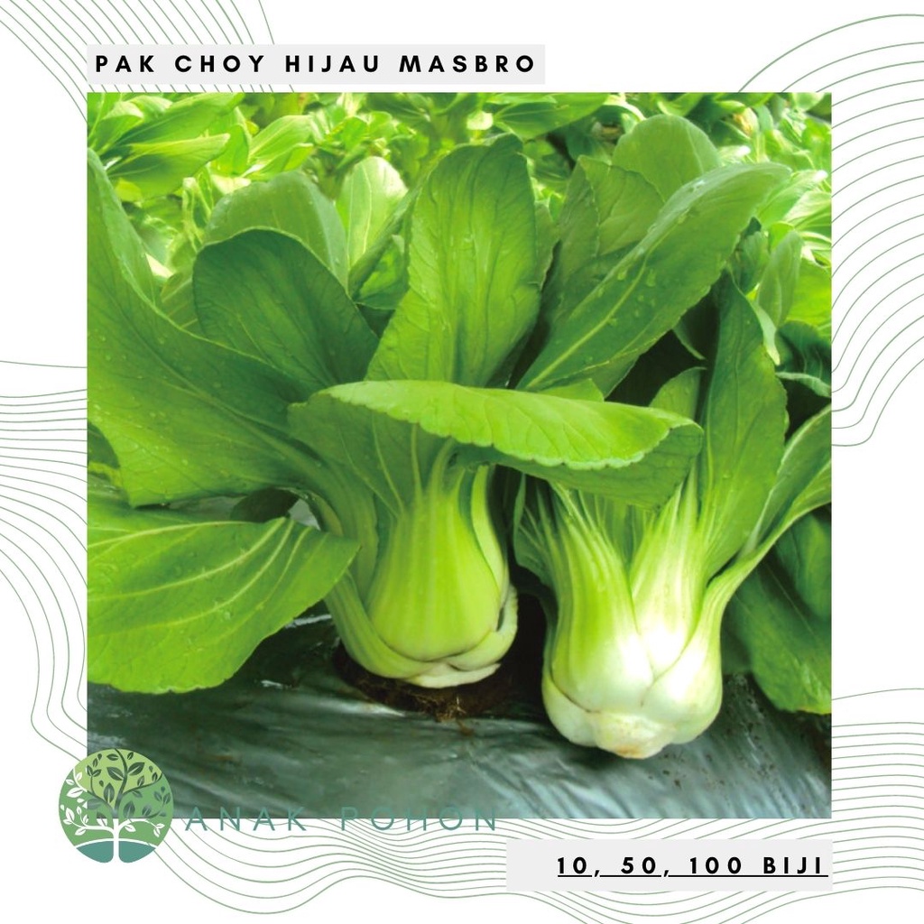 Benih Bibit Biji - Pak Choy Hijau Masbro Pakcoy Sawi Sendok Green Choi Seeds - Panen Dalam 25 HST