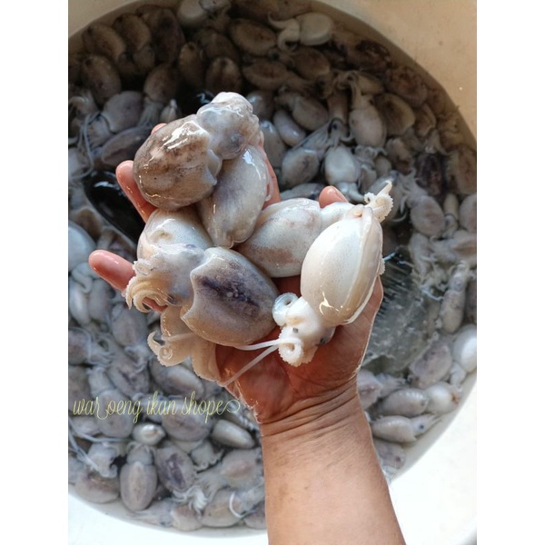 

Cumi Blakutak cumi sotong segar harian 1kg