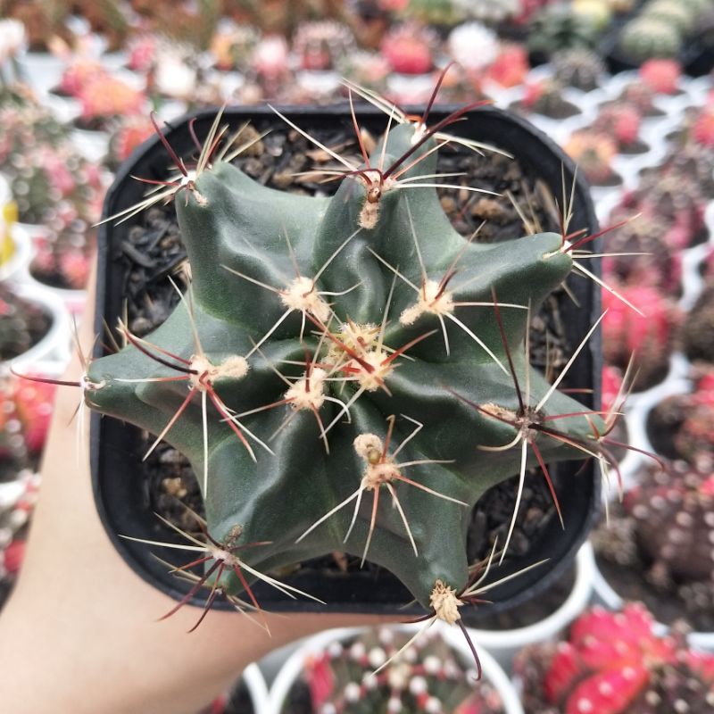 Ferocactus Hamatacanthus | DP 10cm | Kaktus