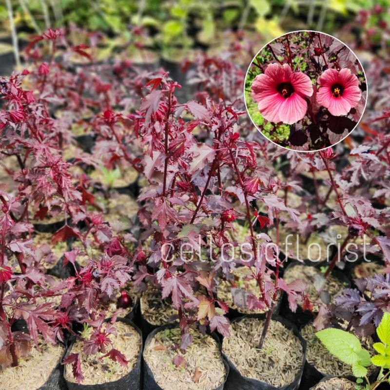 Tanaman Hibiscus Acetosella / Red Panama / Rosella Merah (Sudah Berbunga)