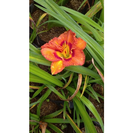 Bunga Lily Merah segar