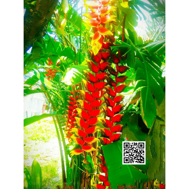 umbi/tunas tanaman pisang hias Heliconia Rostrata