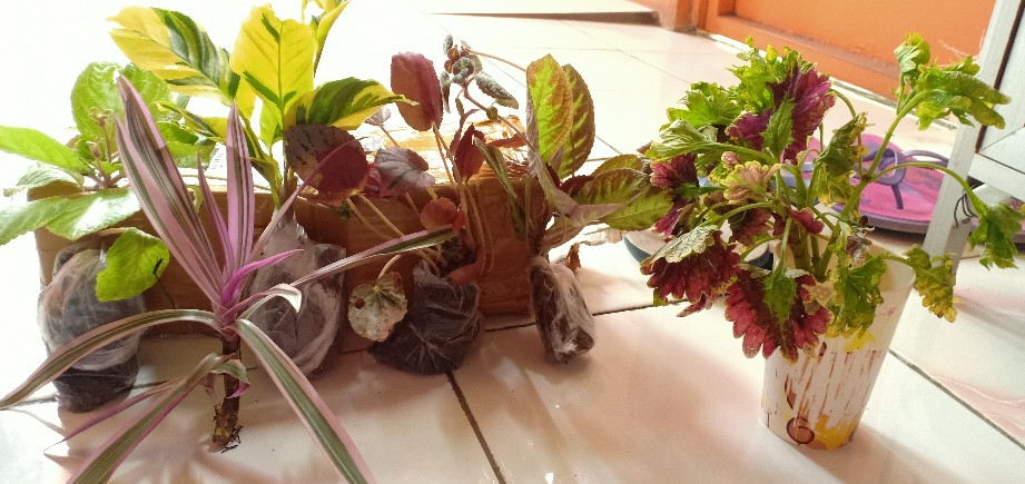 Miana Paketan (2 Warna/2jenis)