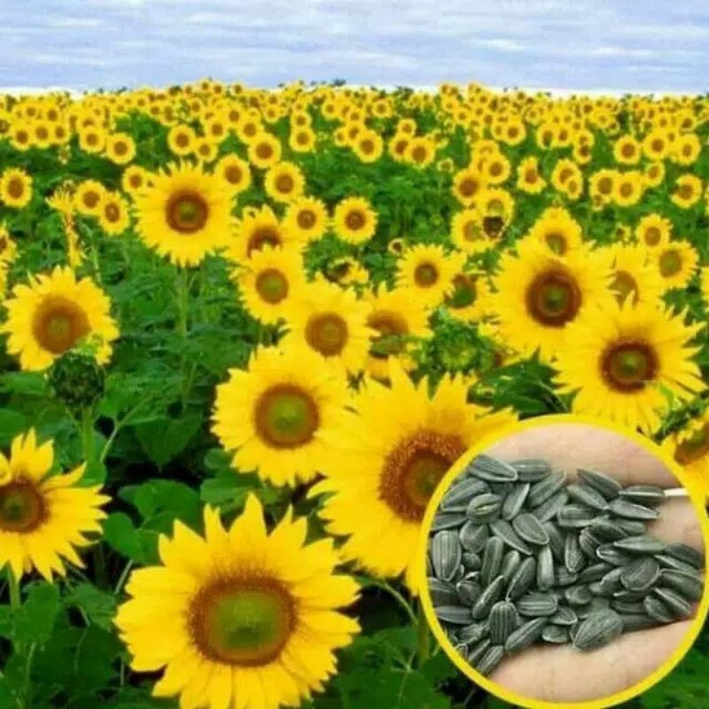 BENIH / BIJI / BIBIT / SEED BUNGA MATAHARI SUNFLOWER HOPI  BERKUALITAS