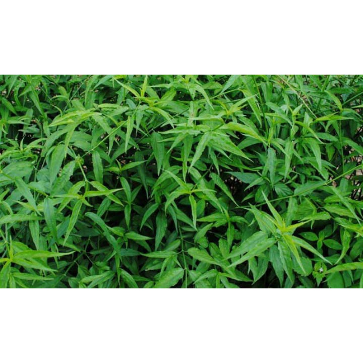 

DAUN BELALAI GAJAH SEGAR 1Kg Sabah Snake Grass Clinathanus
