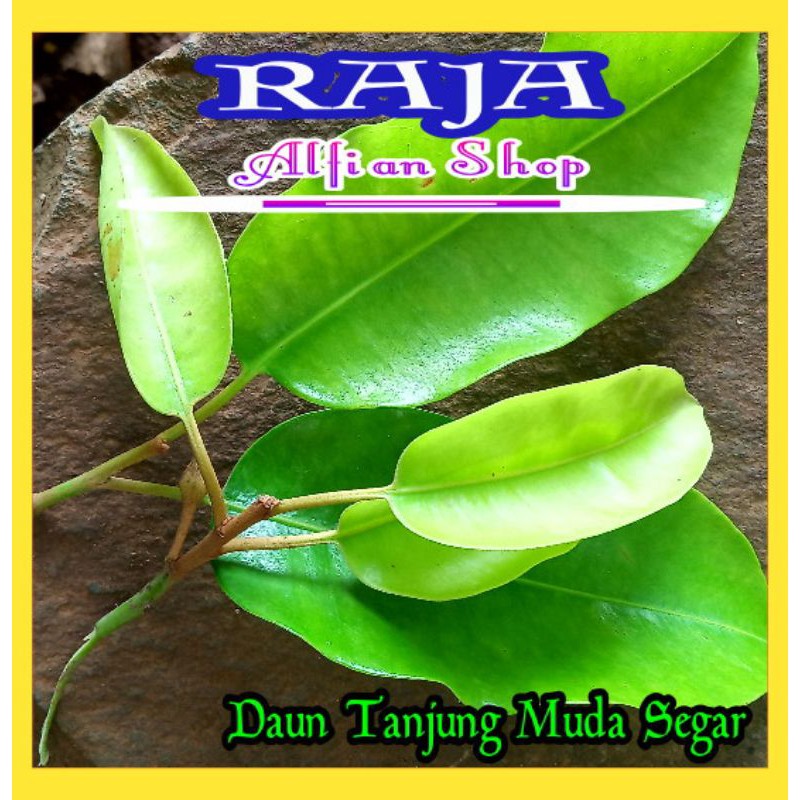 

Daun Tanjung Muda Segar
