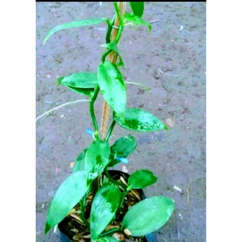 Bibit Tanaman Pohon Vanili