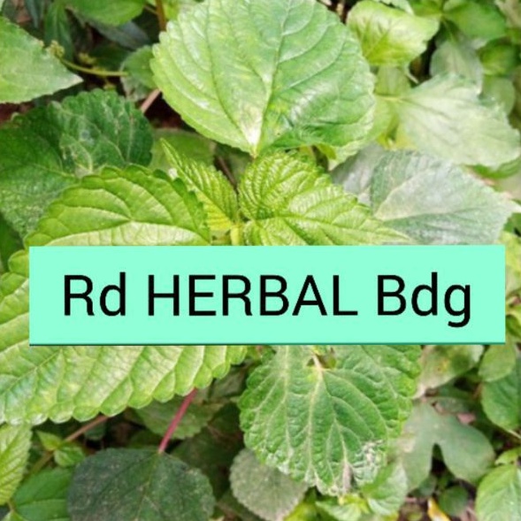 

Daun jelatang daun gatal rempah segar 300gram