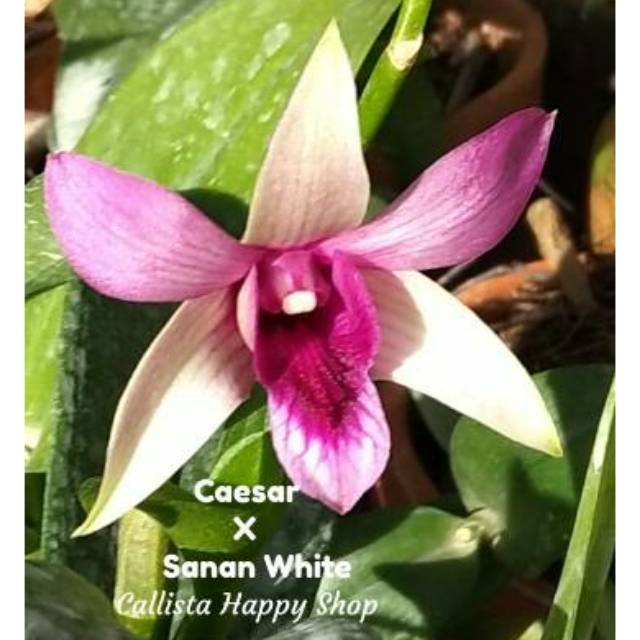 Caesar X sanan White