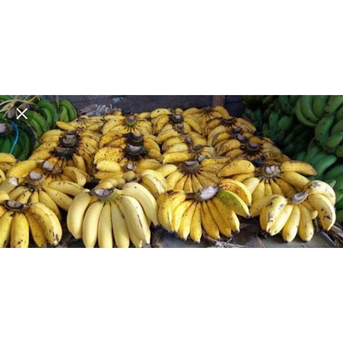 

PASAR ONLINE MURAH - PISANG RAJA SEREH 1 SISIR