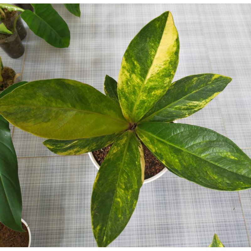 jemani cobra variegata