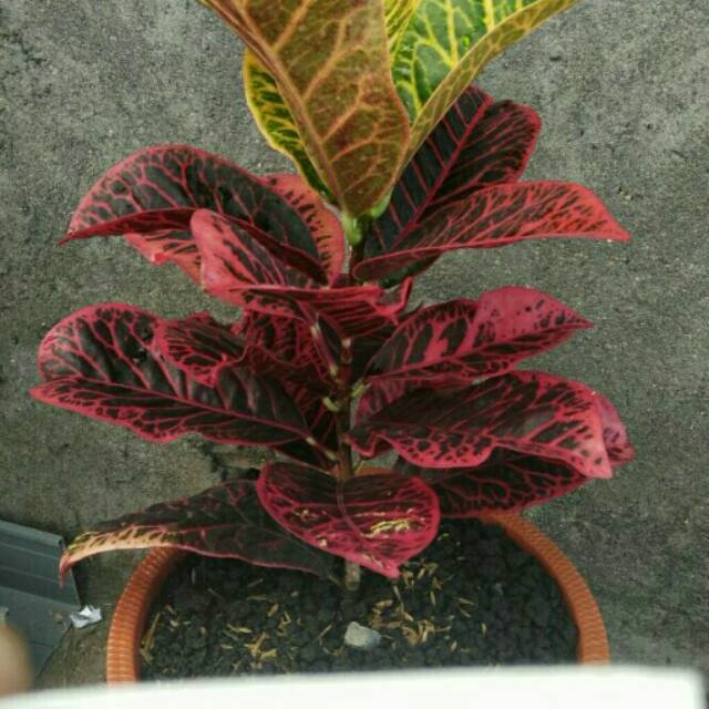 Tanaman Hias Puring Koleksi Ridder