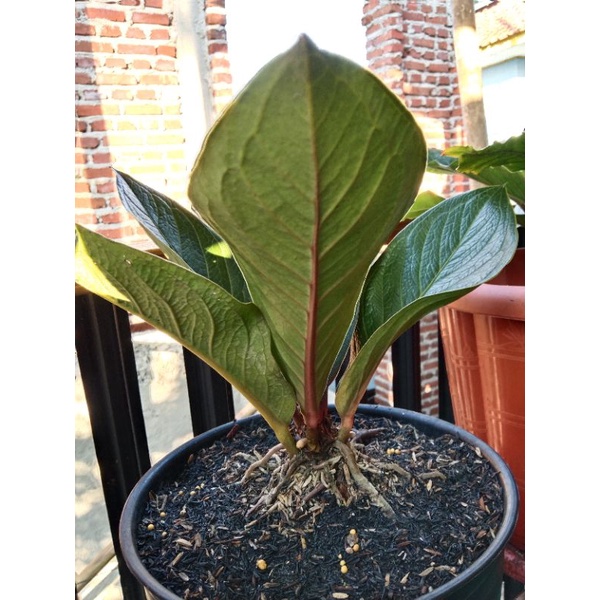 Jemani mangkok tornado stang merah