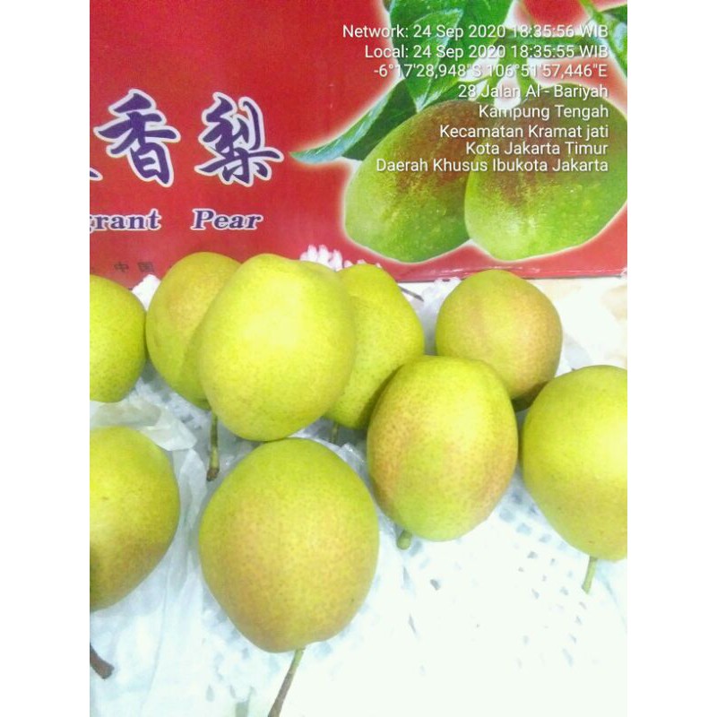 

buah pir hijau ciangli