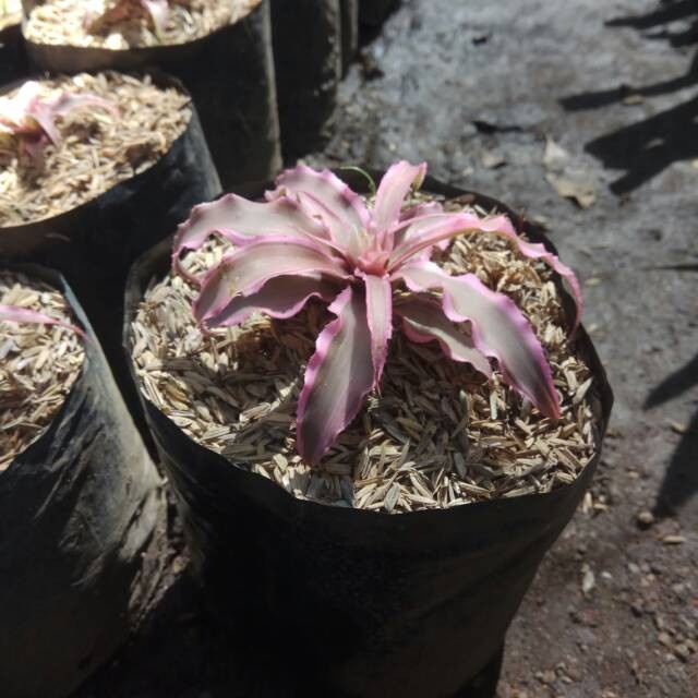 Tanaman hias bromelia mini/cryptanthus pink