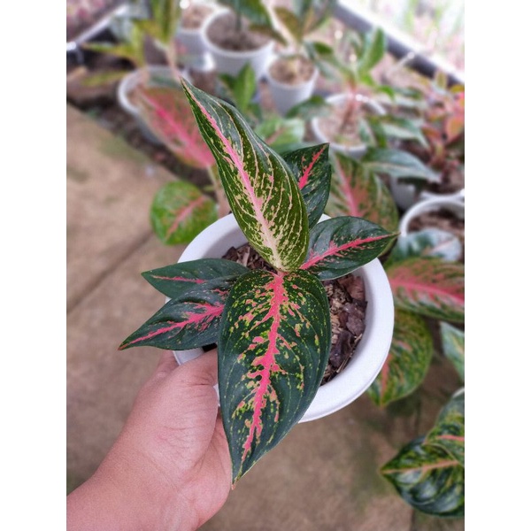 Aglaonema Hot Lady murah