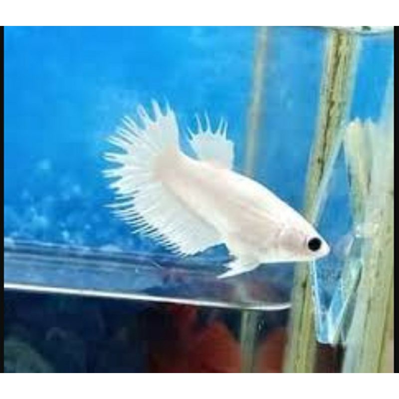 Cupang Betina Ct White Platinum