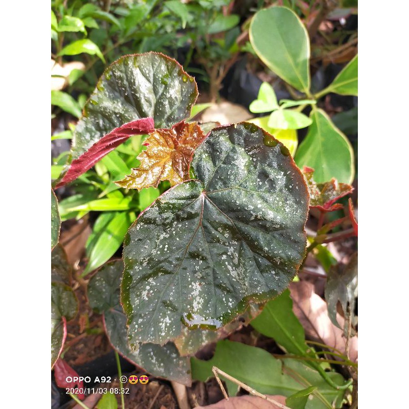 Tanaman Hias Begonia Ssp Daun Silver Red Shopee Indonesia
