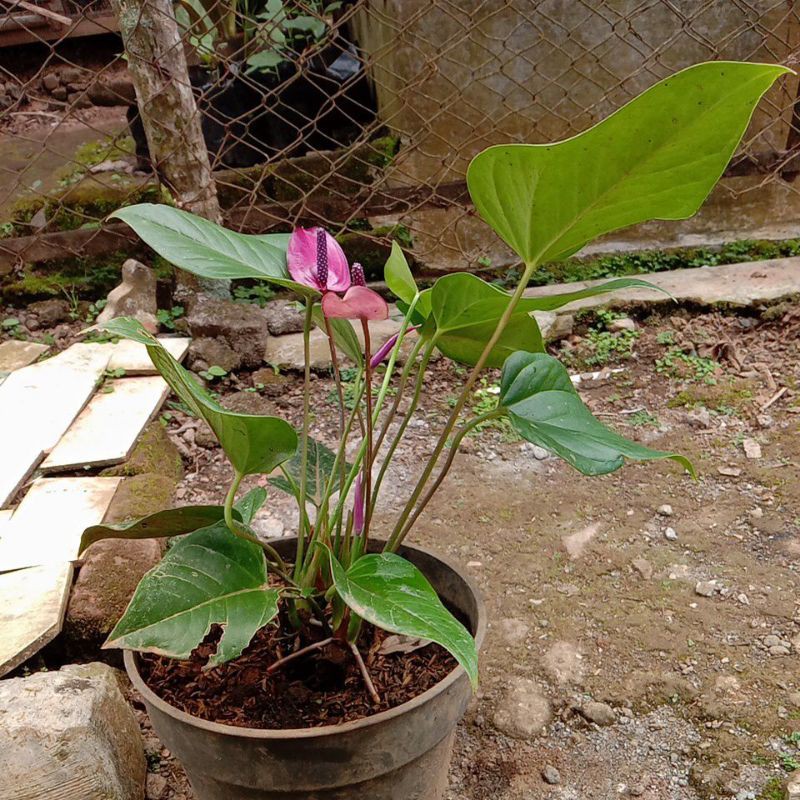 anthurium/anturium bunga ungu