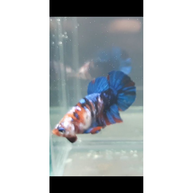 ikan cupang galaxy masking REAL PICT