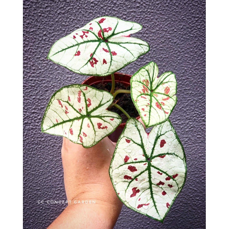 Bibitan Caladium Strawberry Star,Caladium Thailand,Keladi hias,Caladium hybrid