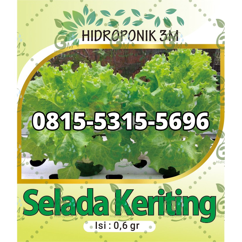 Benih - Selada Keriting - Repack