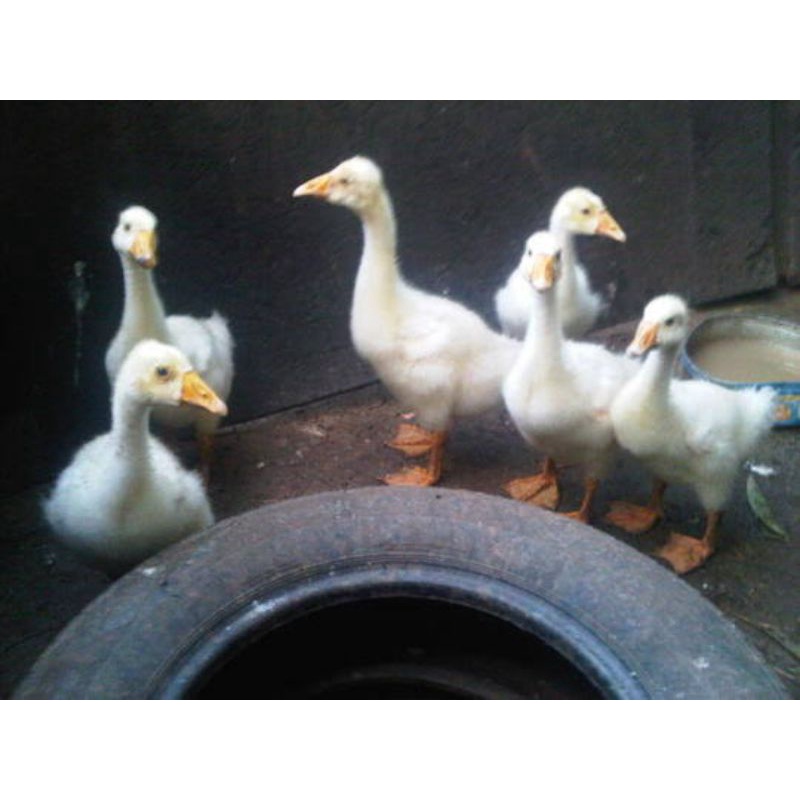 anak angsa/soang warna putih