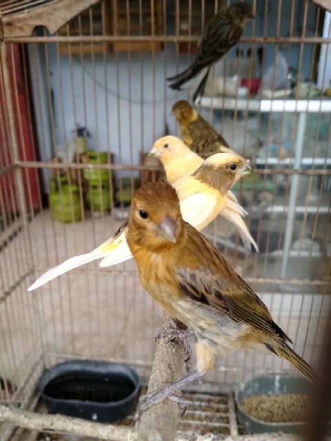 Kenari F1 Shopee Indonesia