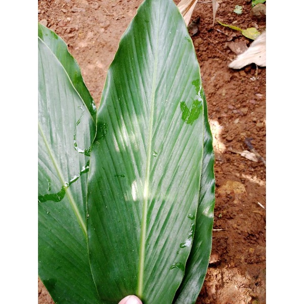 

Daun kapulaga segar [100lembar]