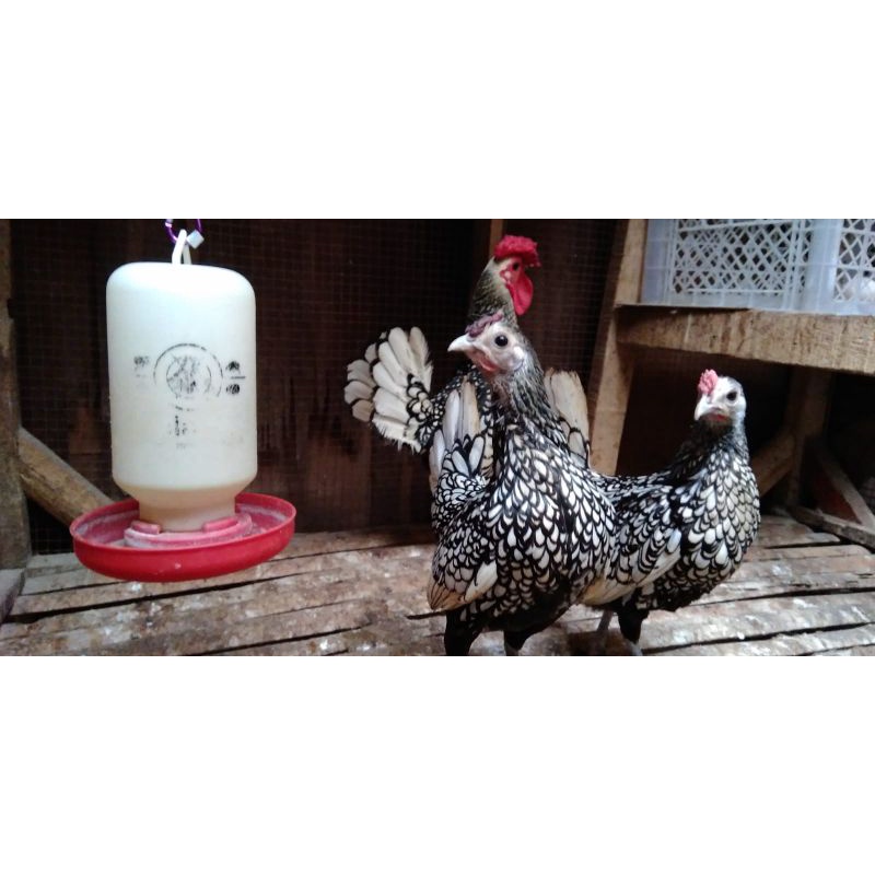 Ayam Batik Kanada & Batik Italia Dewasa.