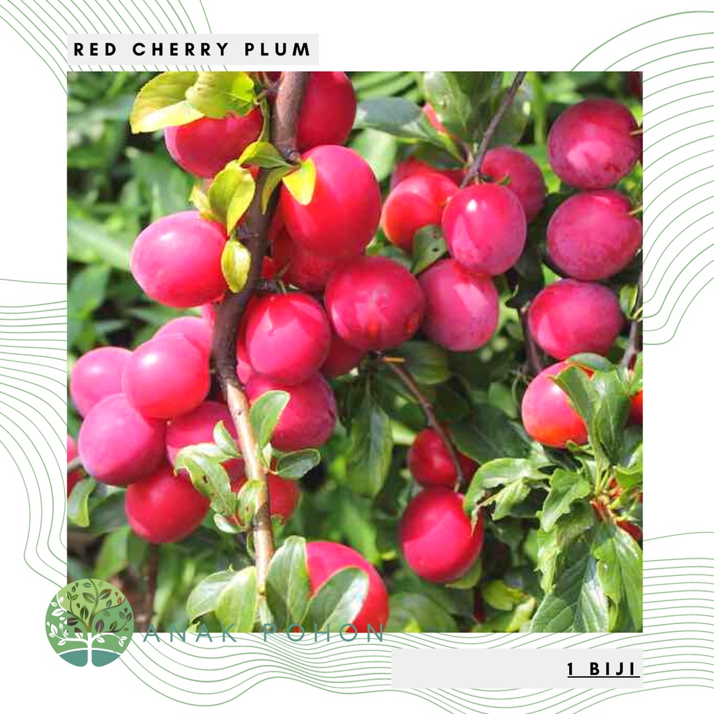 Benih Bibit Biji - Buah Plum Ceri Merah / Prem Ceri / Red Cherry Plum Fruit Tree Seeds - IMPORT