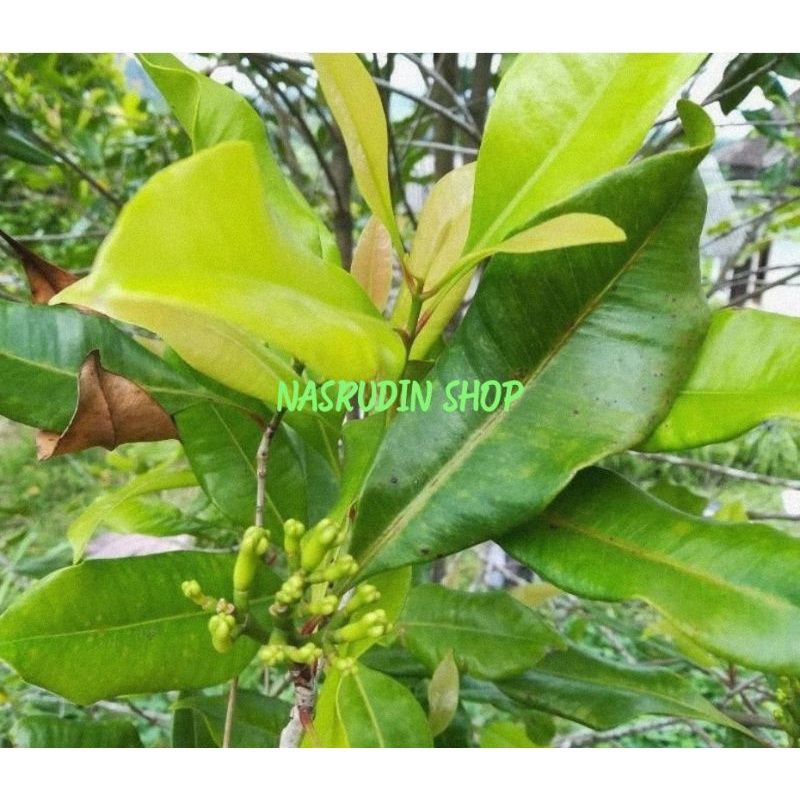 

[Fresh] DAUN CENGKIH 200 LEMBAR SEGAR LANGSUNG PETIK / DAUN CENGKEH