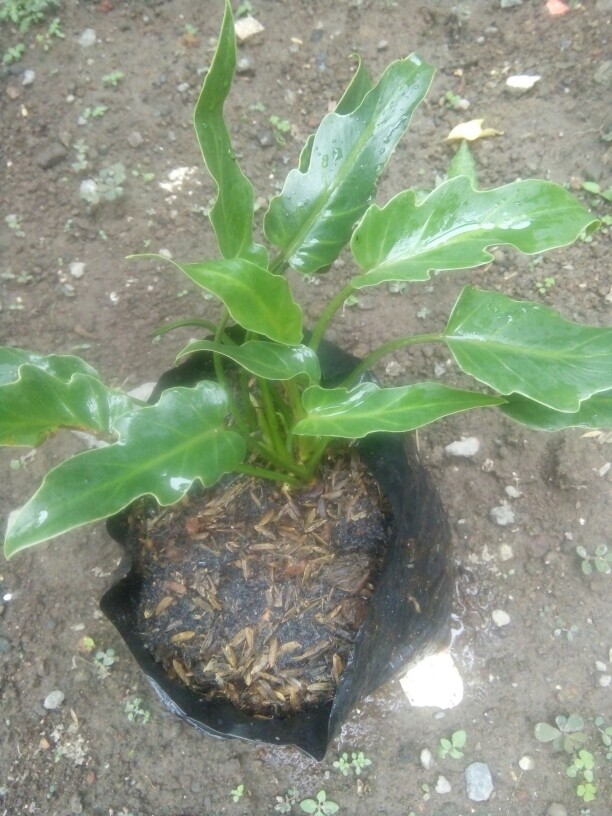 Tanaman Hias Philodendron Xanadu