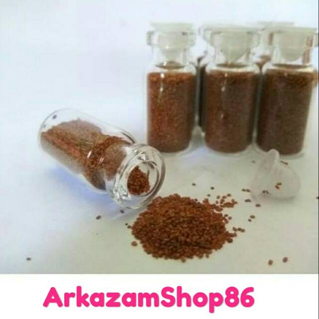 Carpet seed mini drawf aquascape