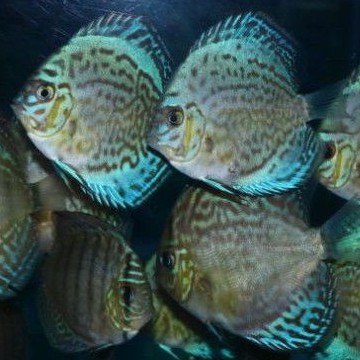 ikan discus Blue turqouise 2,5 inch
