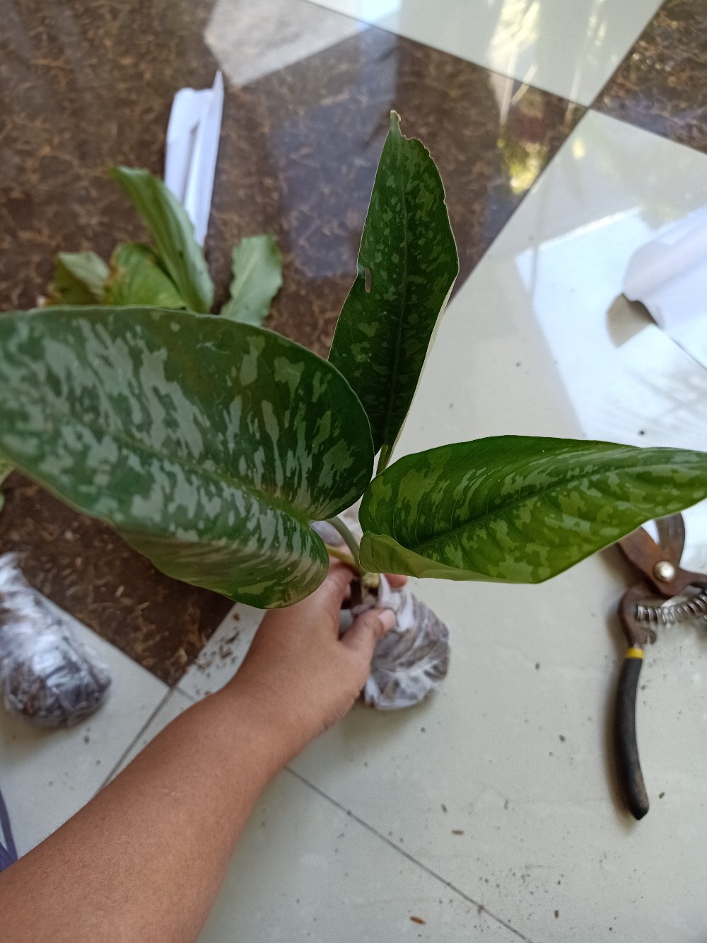 Homalomena Totol Putih