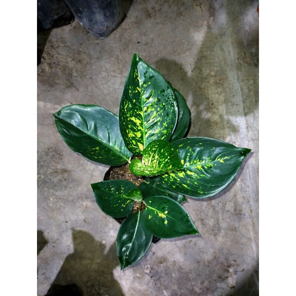 aglonema Sultan Brunai