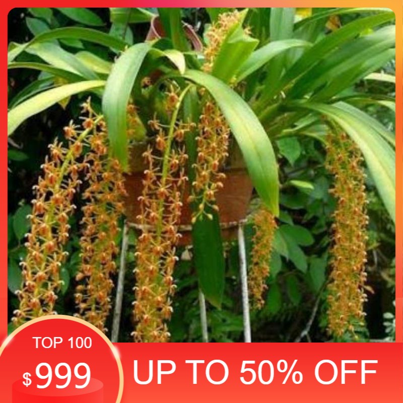 Ready stock Tanaman hias anggrek liparis hutan SPIKE SIAP BERBUNGA