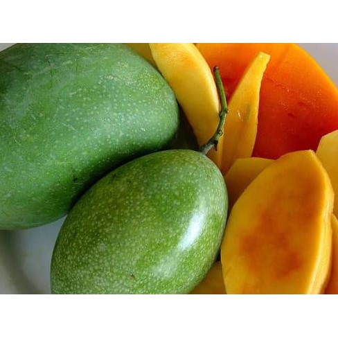 Pdc Bibit Tanaman Buah Mangga Manalagi Unggul, Murah, Bergaransi