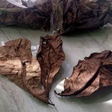 DAUN KETAPANG LAUT OLAHAN / DAUN SEJUTA UMAT