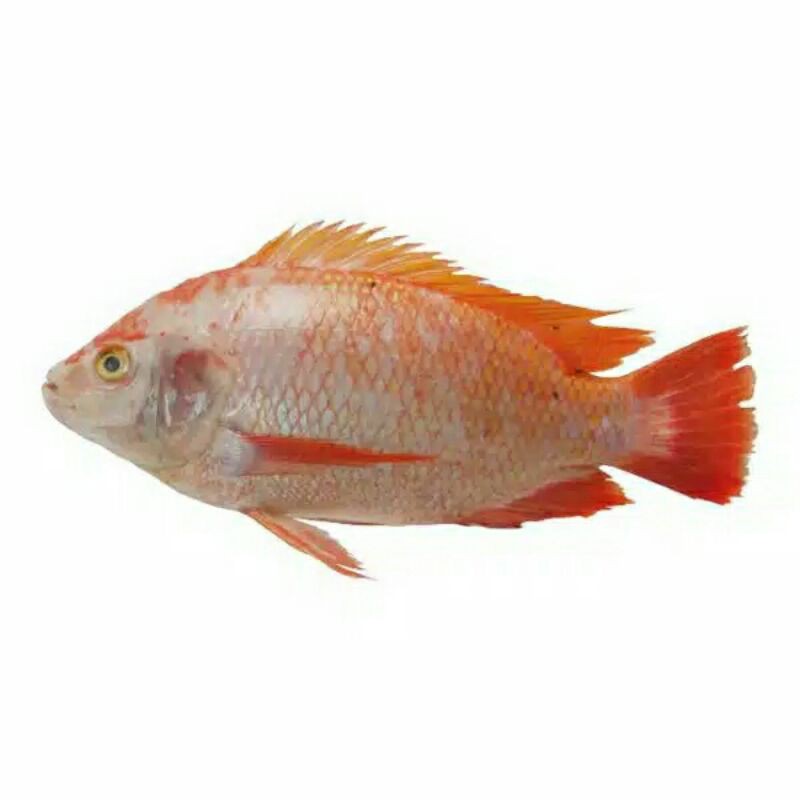 

Ikan Nila Merah 500gr - 1 kg