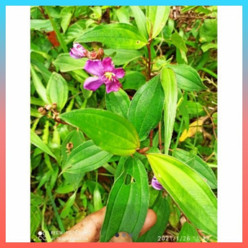 

Daun Harendong-Daun Senduduk Segar 250gr