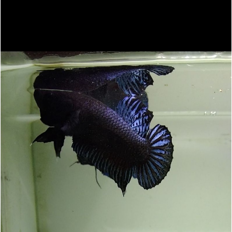 cupang aduan super MDS GRADE A