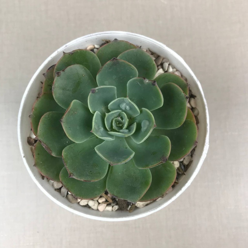 kaktus sukulen (Echeveria Raindrops) Tanaman Hias Hidup