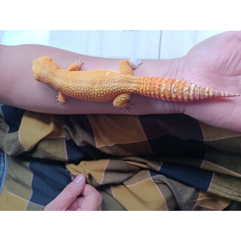 Gecko25cm