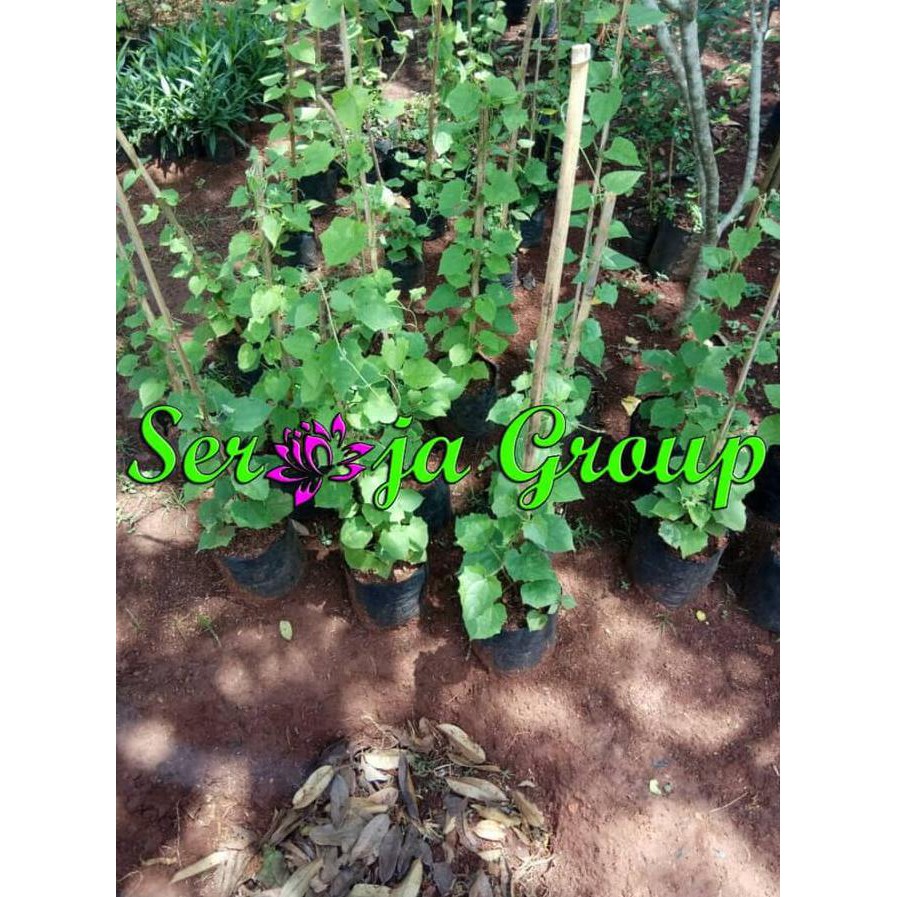 New Tanaman Rambat Bunga Thunbergia Bunga Putih | Pohon Tumbergia Stok Terbatas