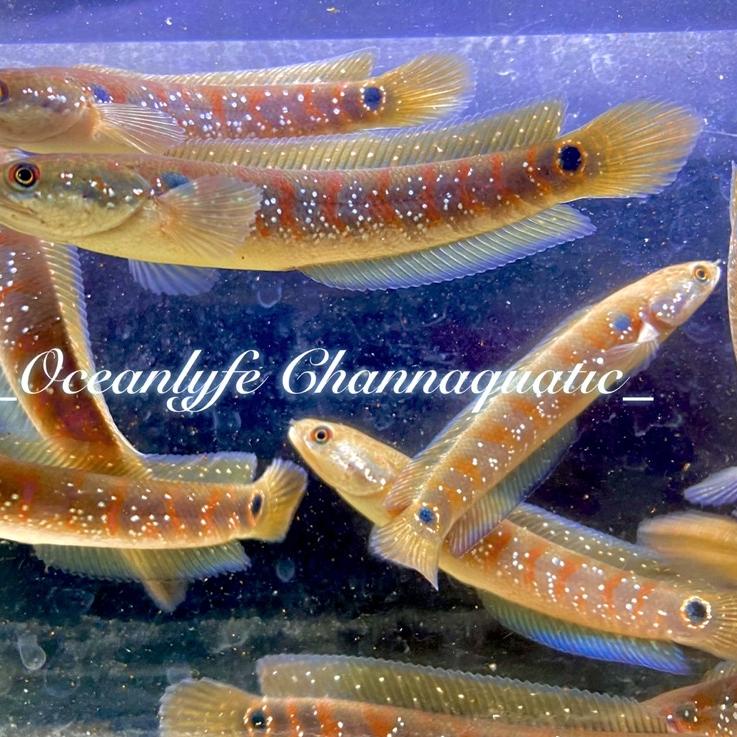 Bagus Dipakai.. Asiatica Red Stripe Premium