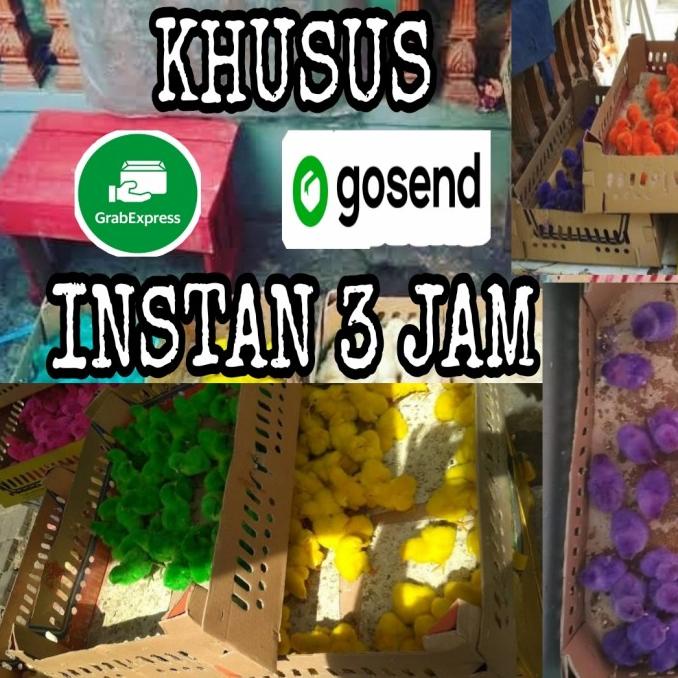 

[[BISA COD]] 5 Dus Anak ayam warna warni bonus 10 ORIGINAL